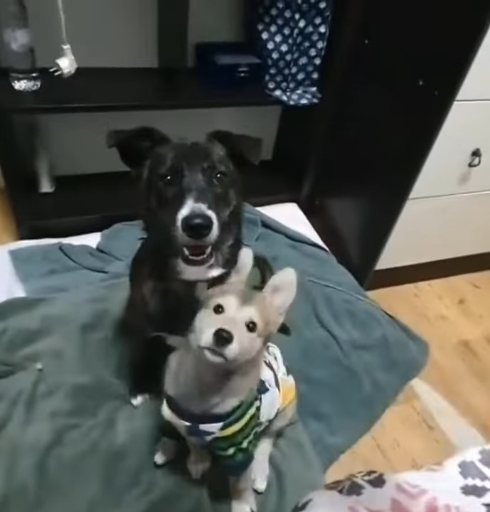 two adorable dogs