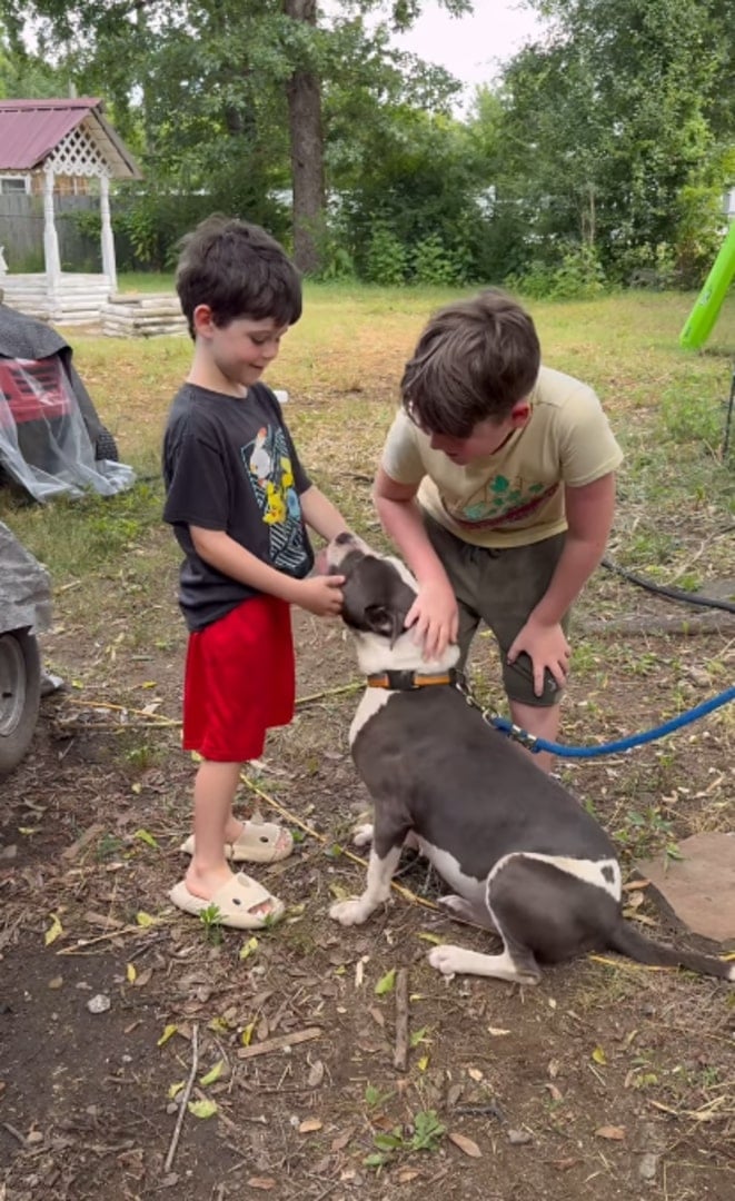 two boys petting the pitbull