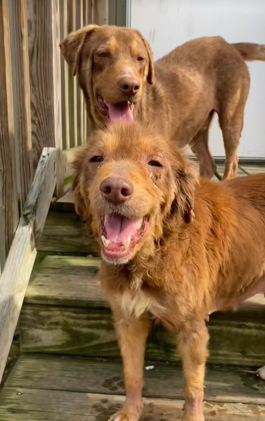 two brown dogs are standing on wooden steps