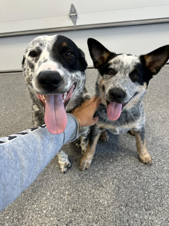 two cute black and white dogs