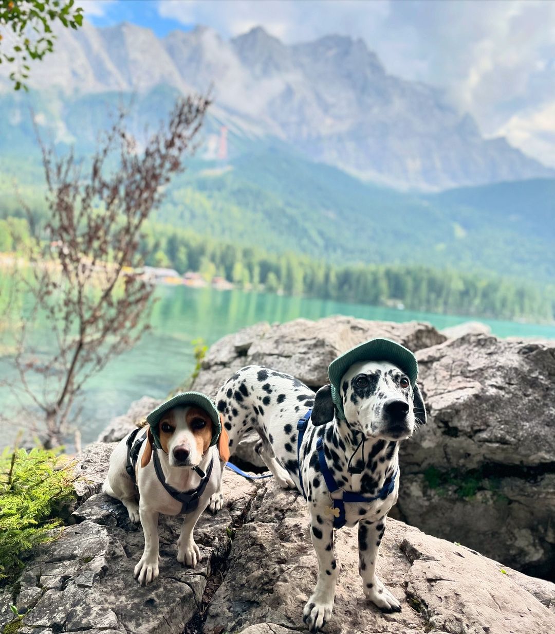 two cute dog with hats