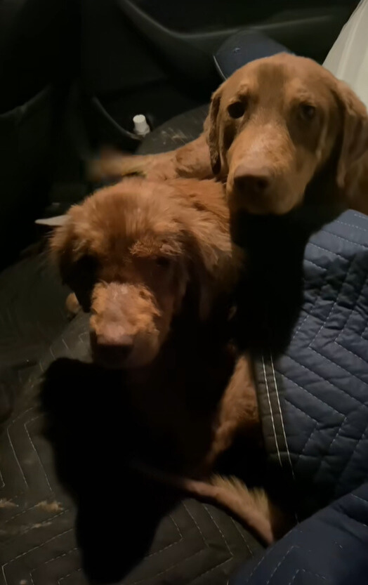 two cute dogs are lying on the car seat