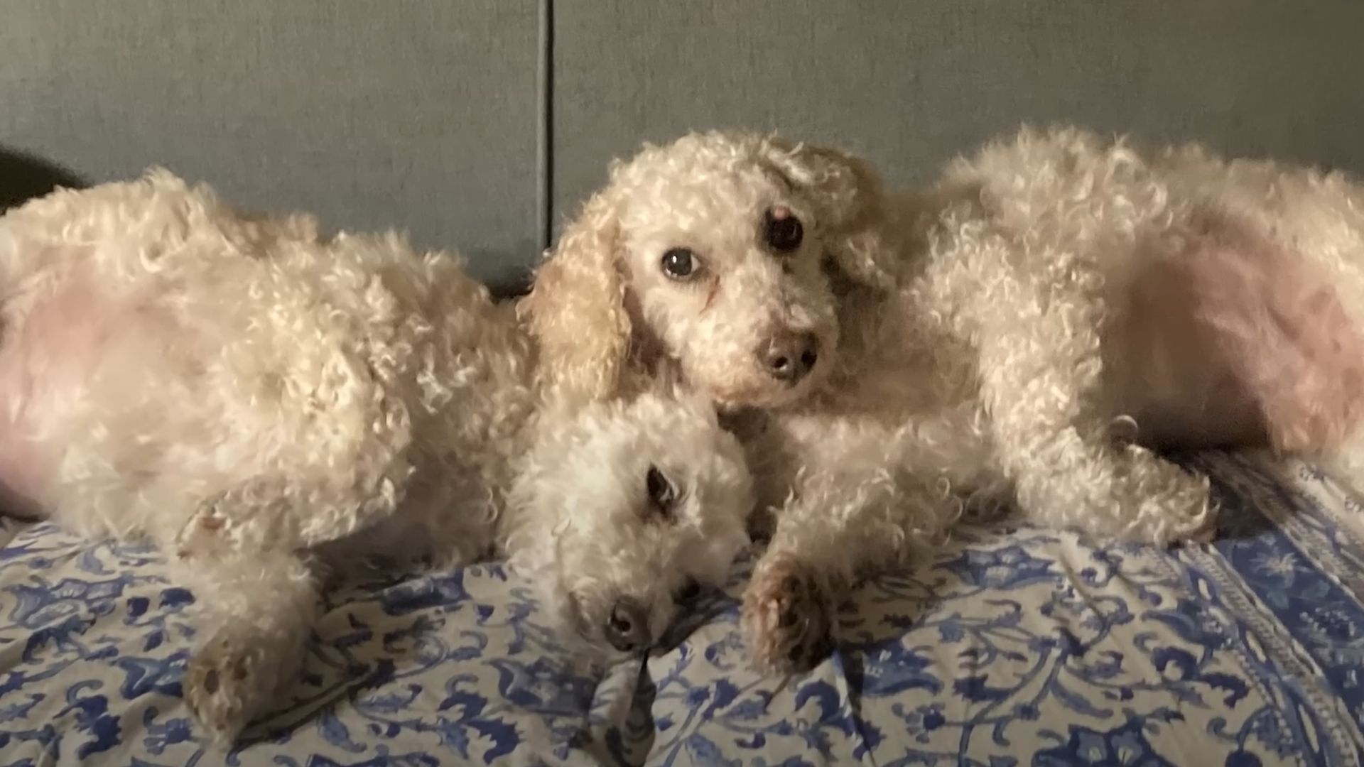 two cute dogs pose for the camera