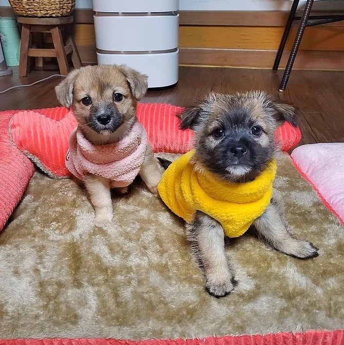 two cute puppies wearing clothes