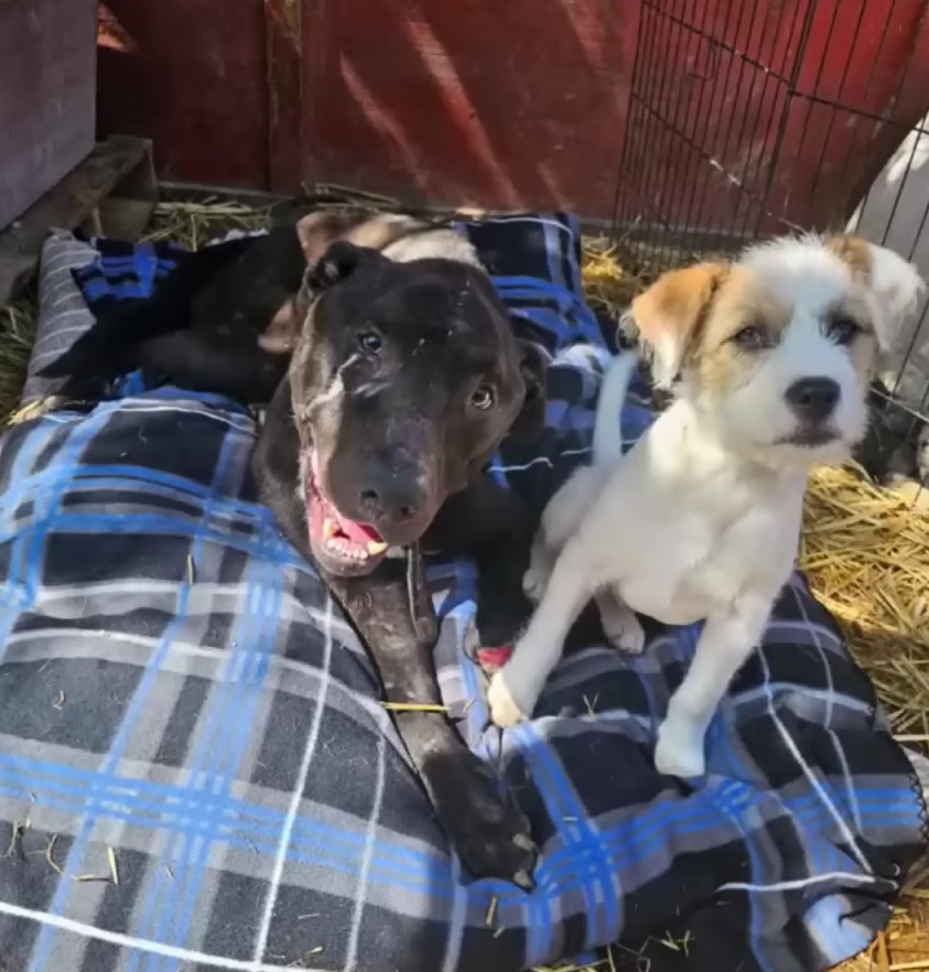 two dogs are lying next to each other