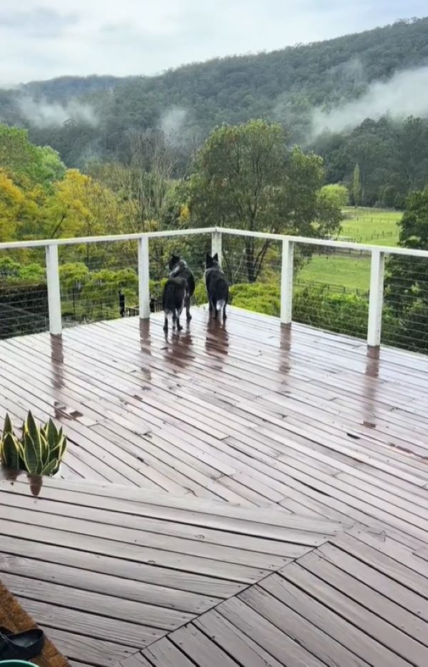 two dogs are standing on the terrace