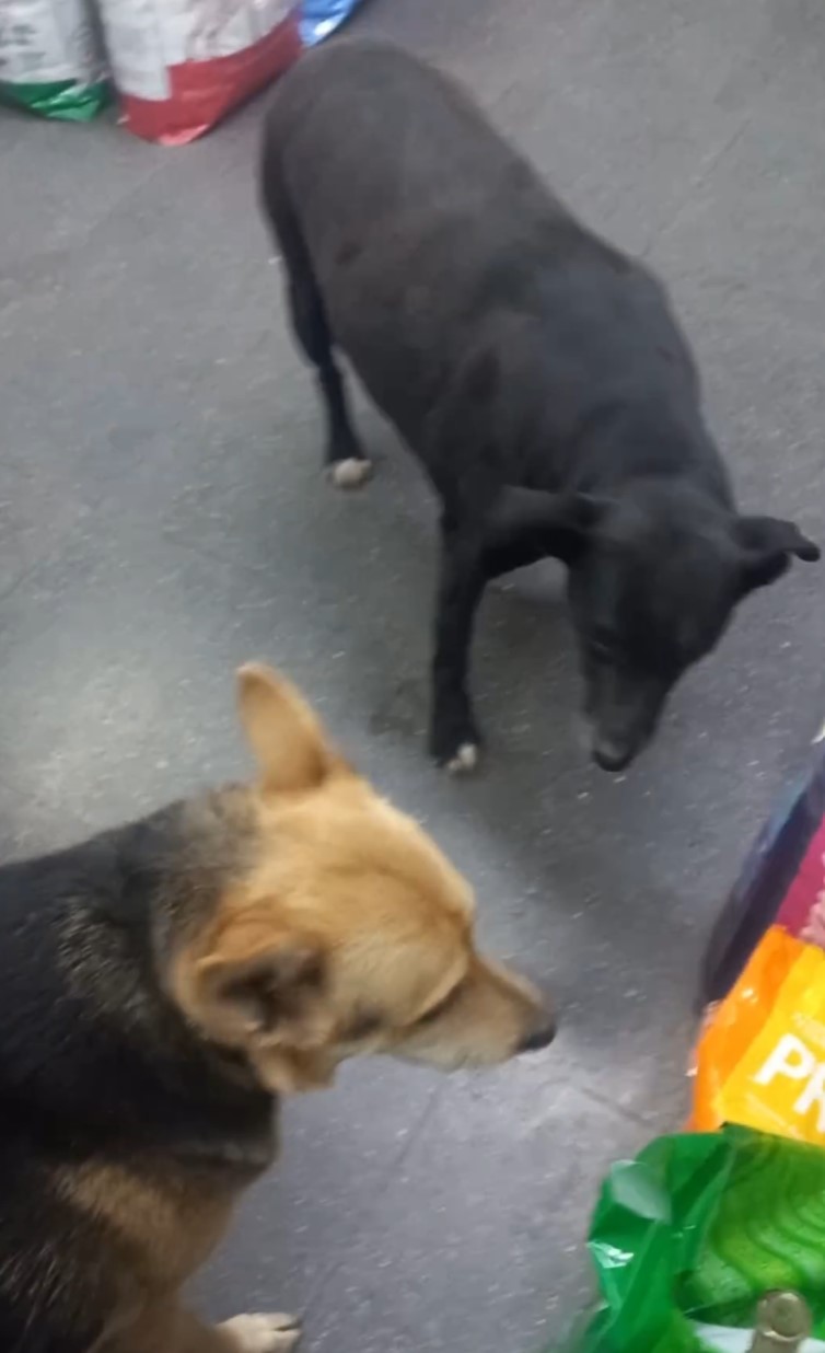 two dogs in a shop