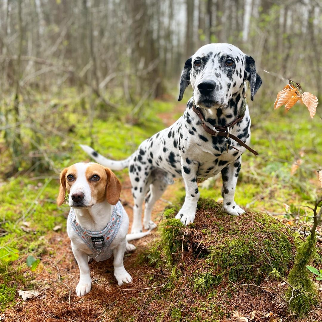 two dogs in forest