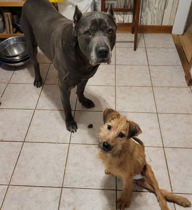 two dogs in the kitchen