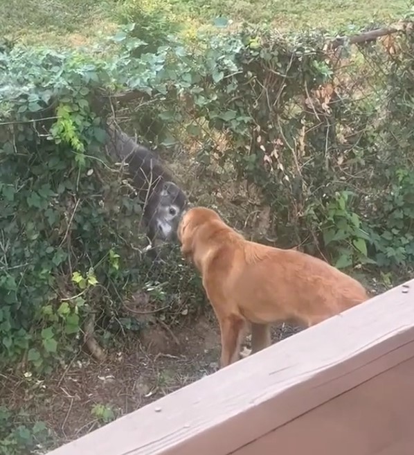 two dogs in yard