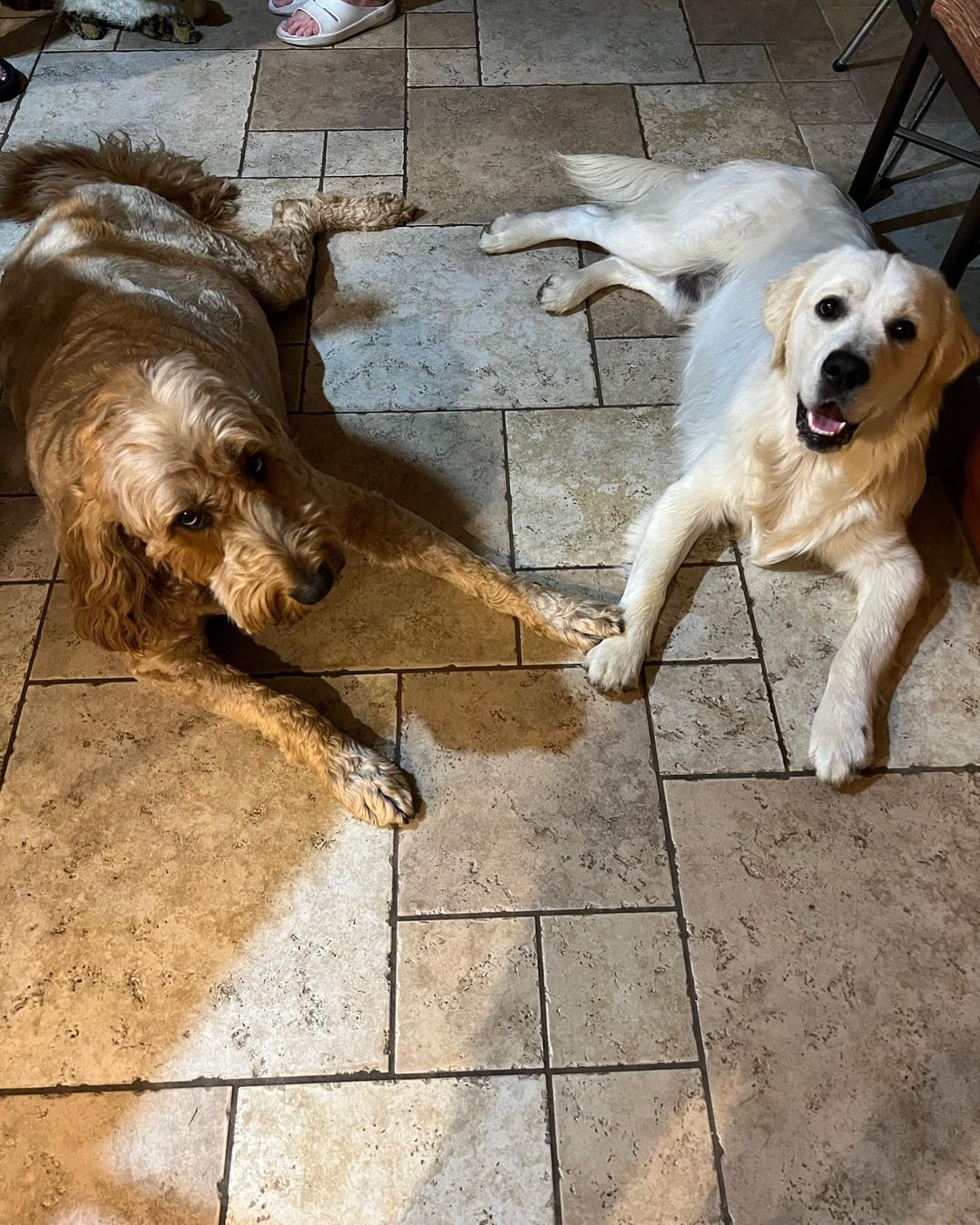 two dogs laying down