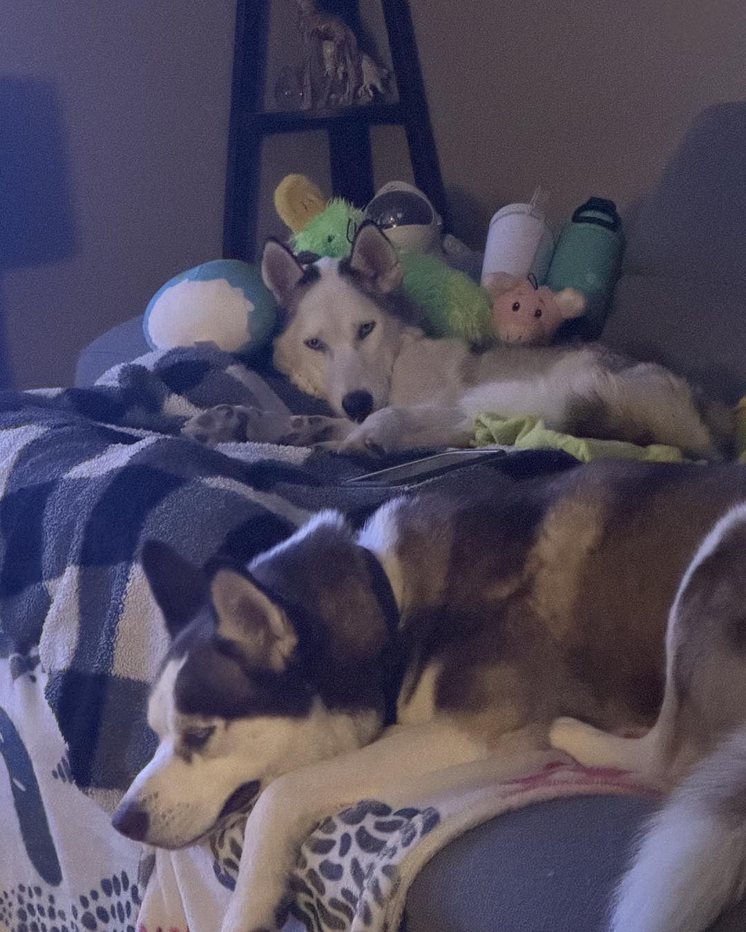 two dogs lying on a couch