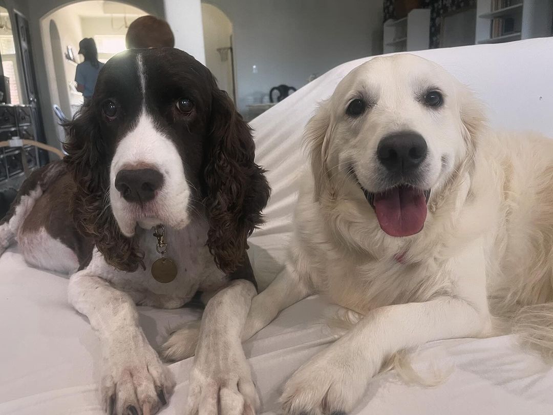 two dogs lying on bed