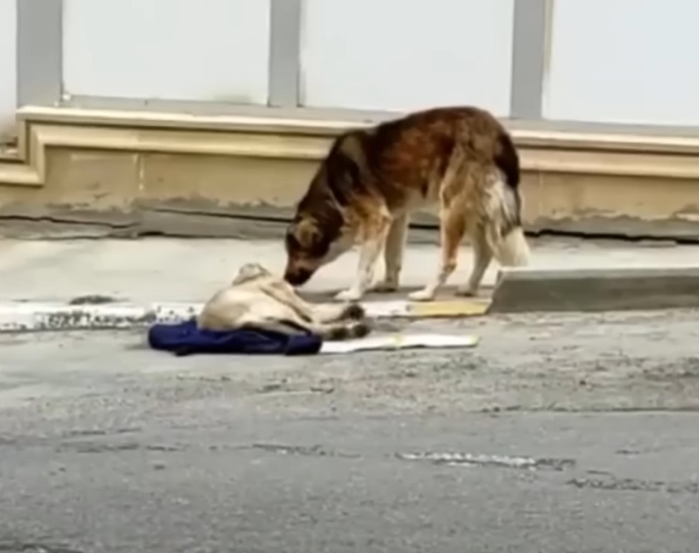 two dogs on a street