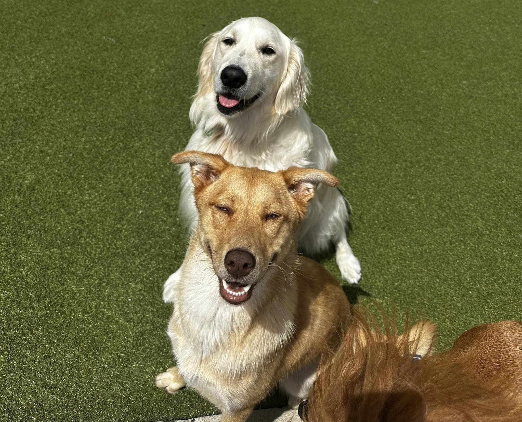 two dogs smiling