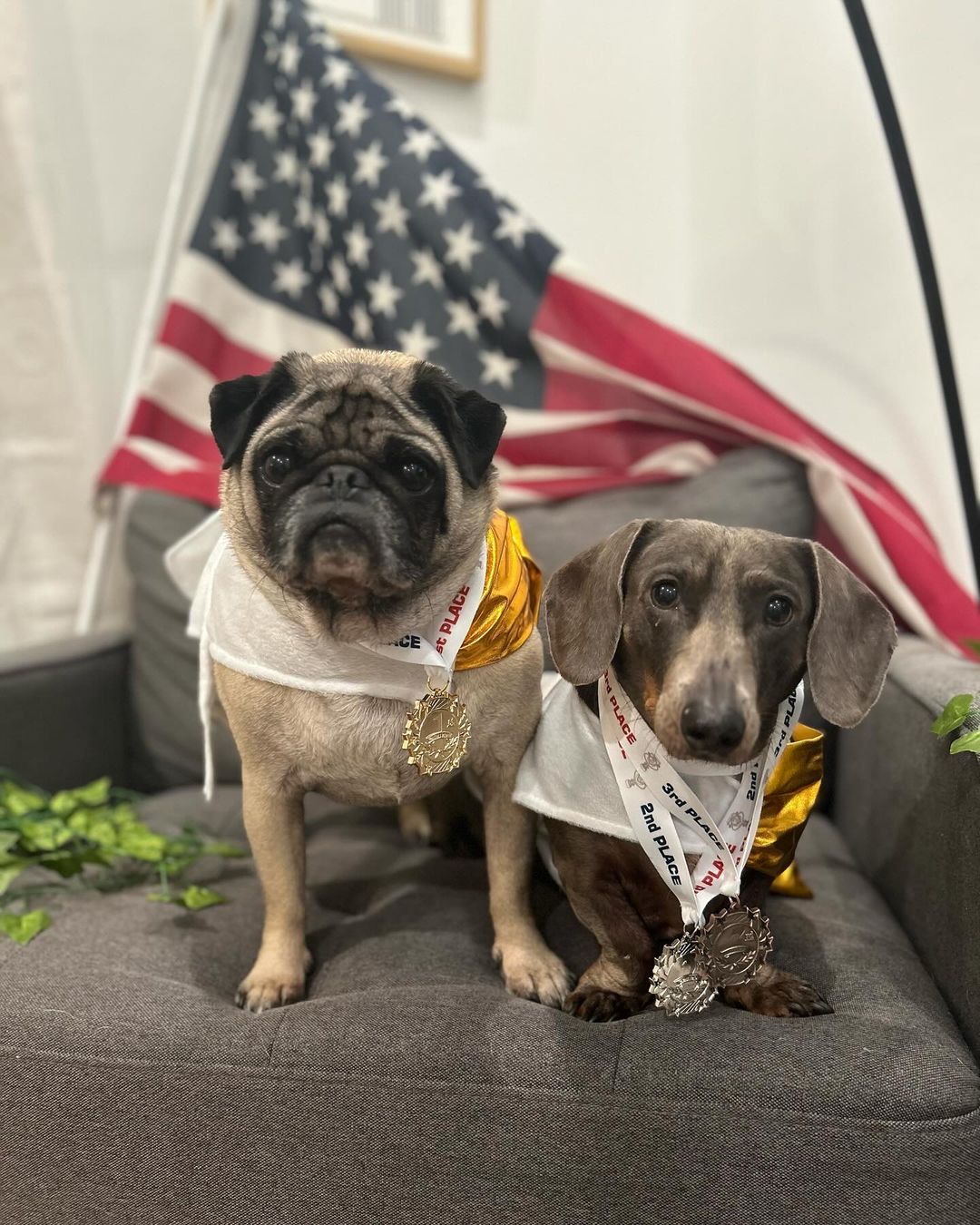 two dogs wearing medals around neck