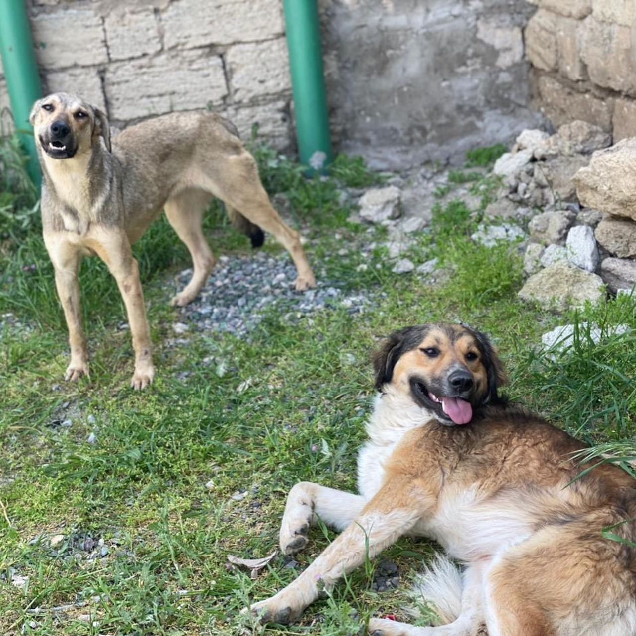 two happy dogs