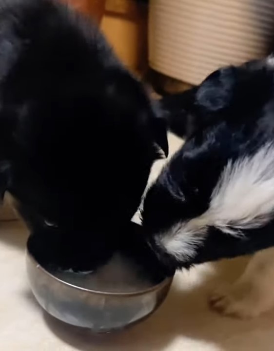 two pups eating