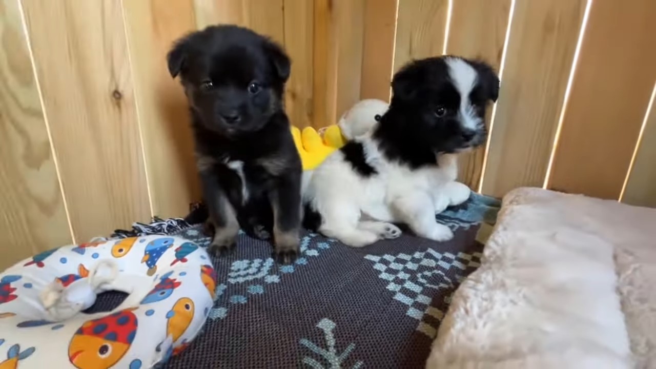 two rescued pups