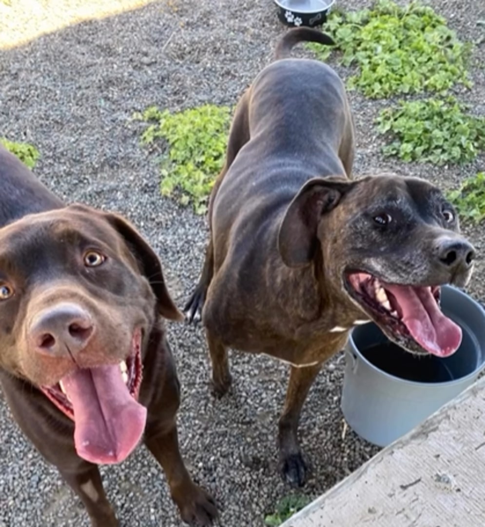 two shelter dogs