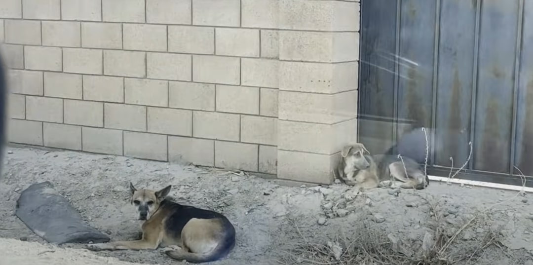 two stray dogs laying outside