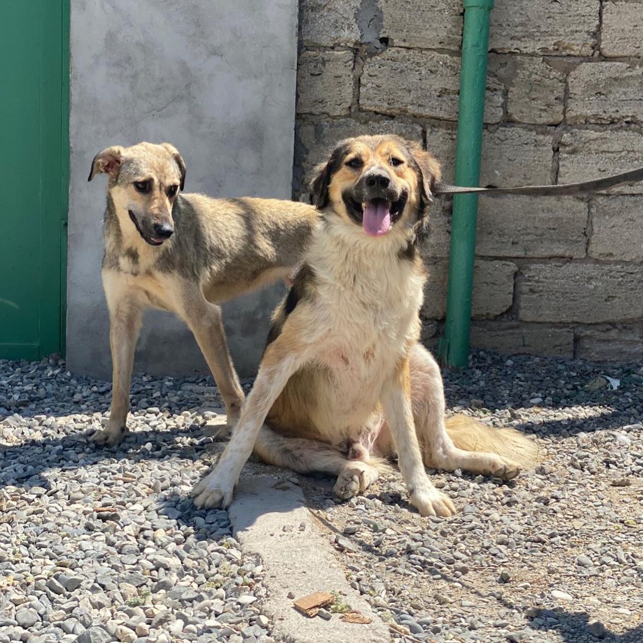 two very happy dogs