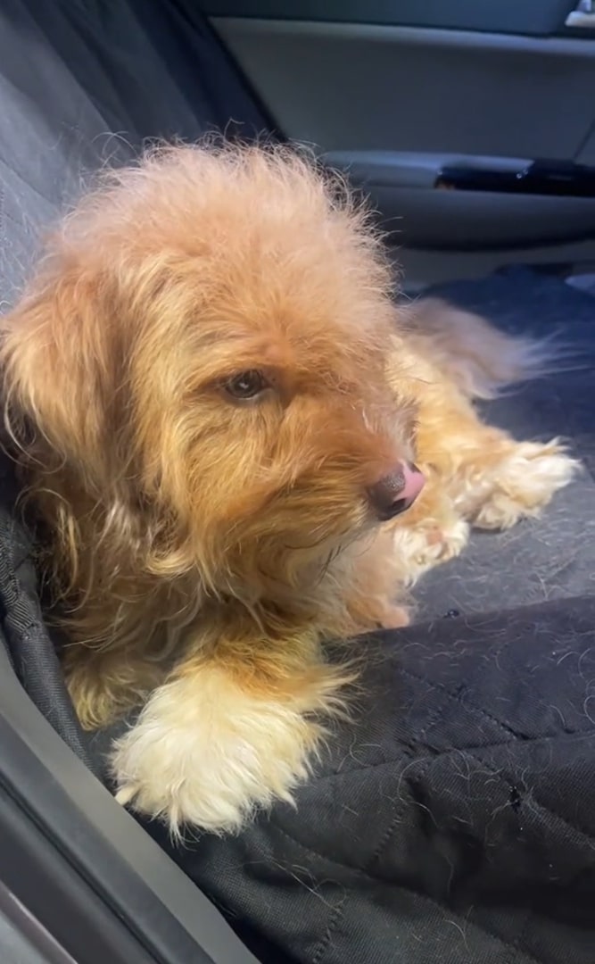 very cute dog in car