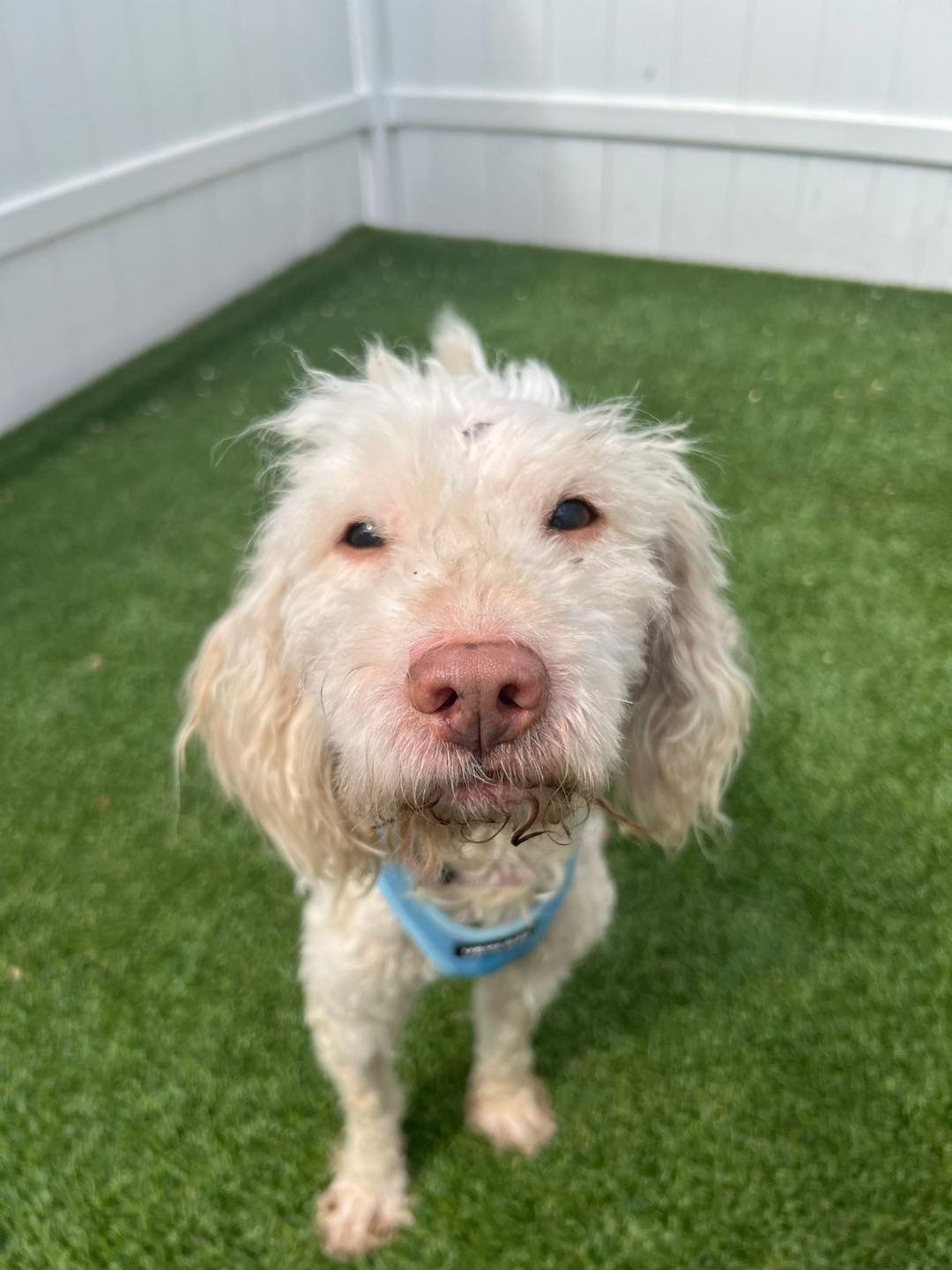 very cute white dog