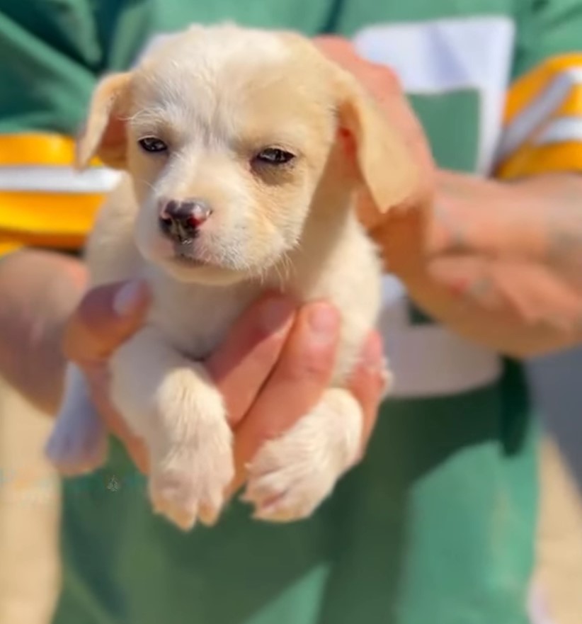 very cute white puppy