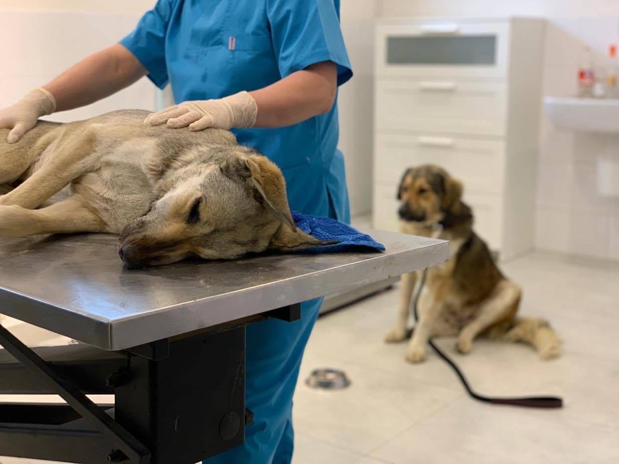 vet examining dog