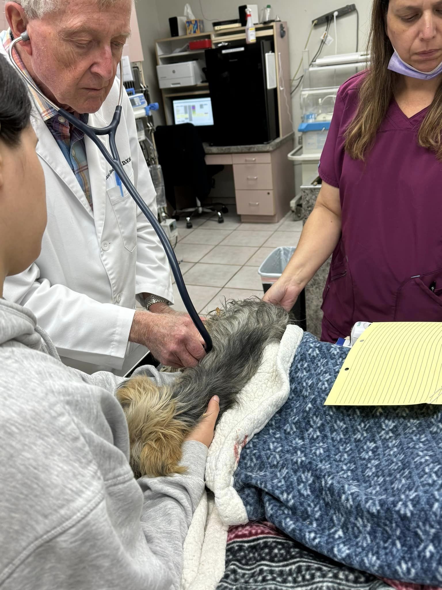 vets and injured dog