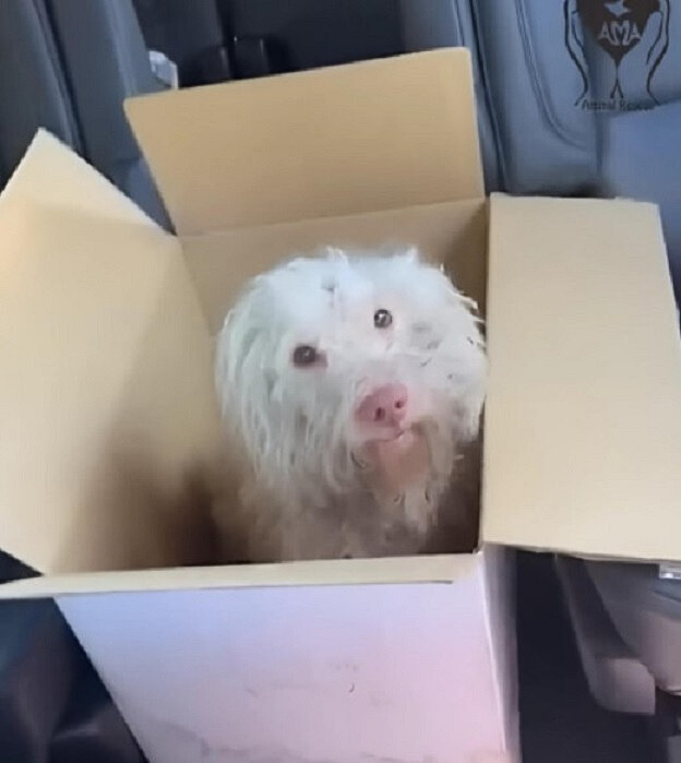 white dog in box