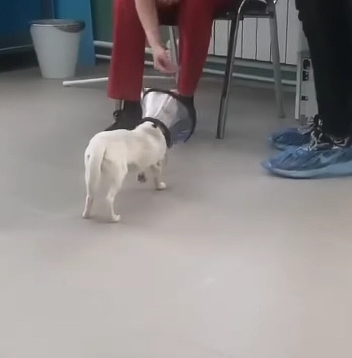 white dog in the waiting room with a collar