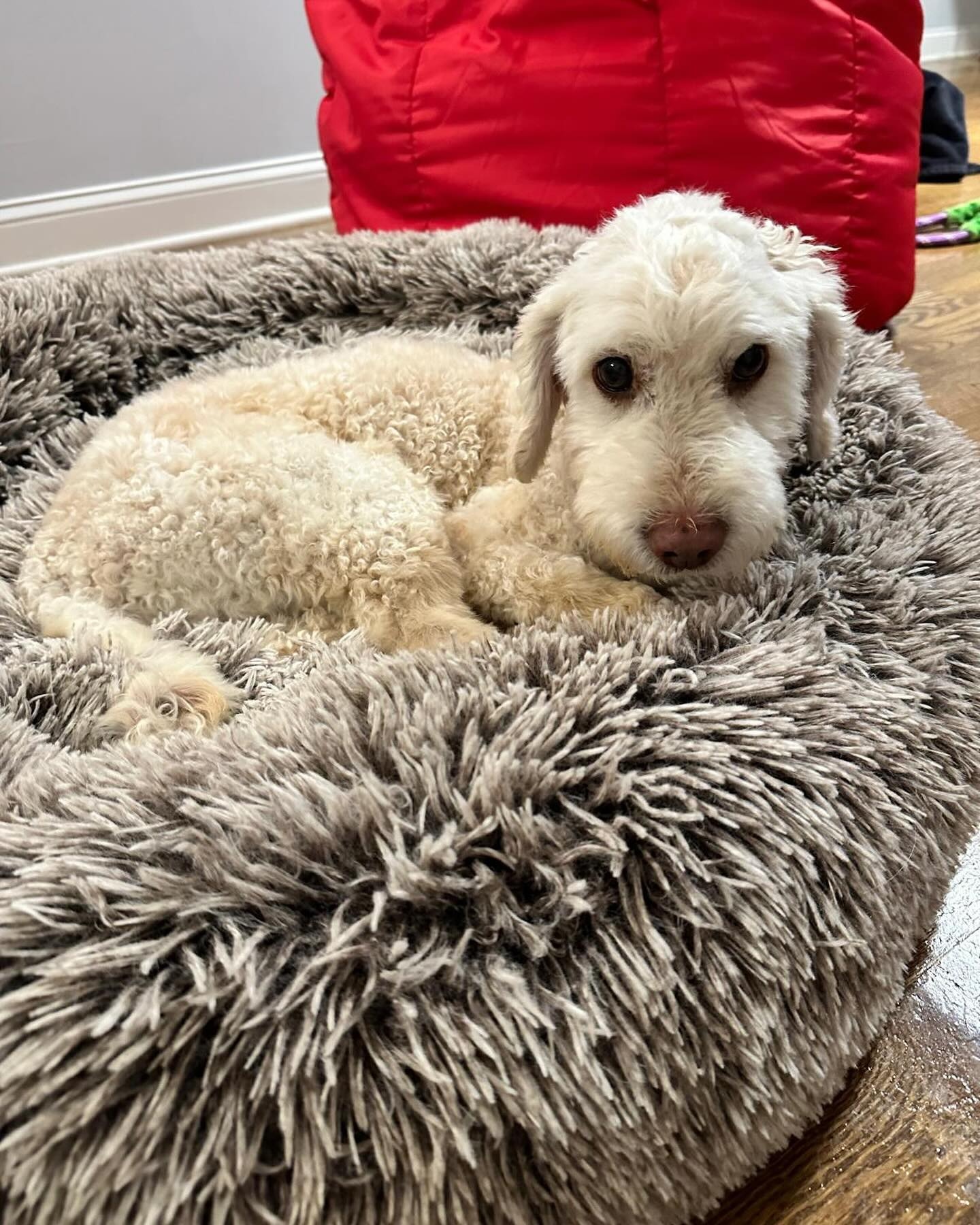 white dog laying in dogs bed