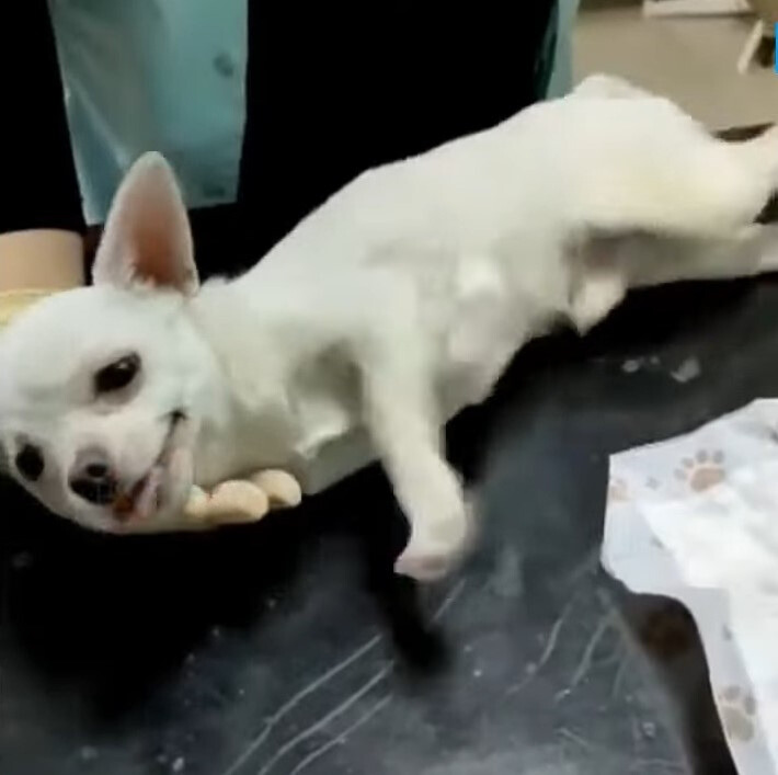 white dog on the vet's table