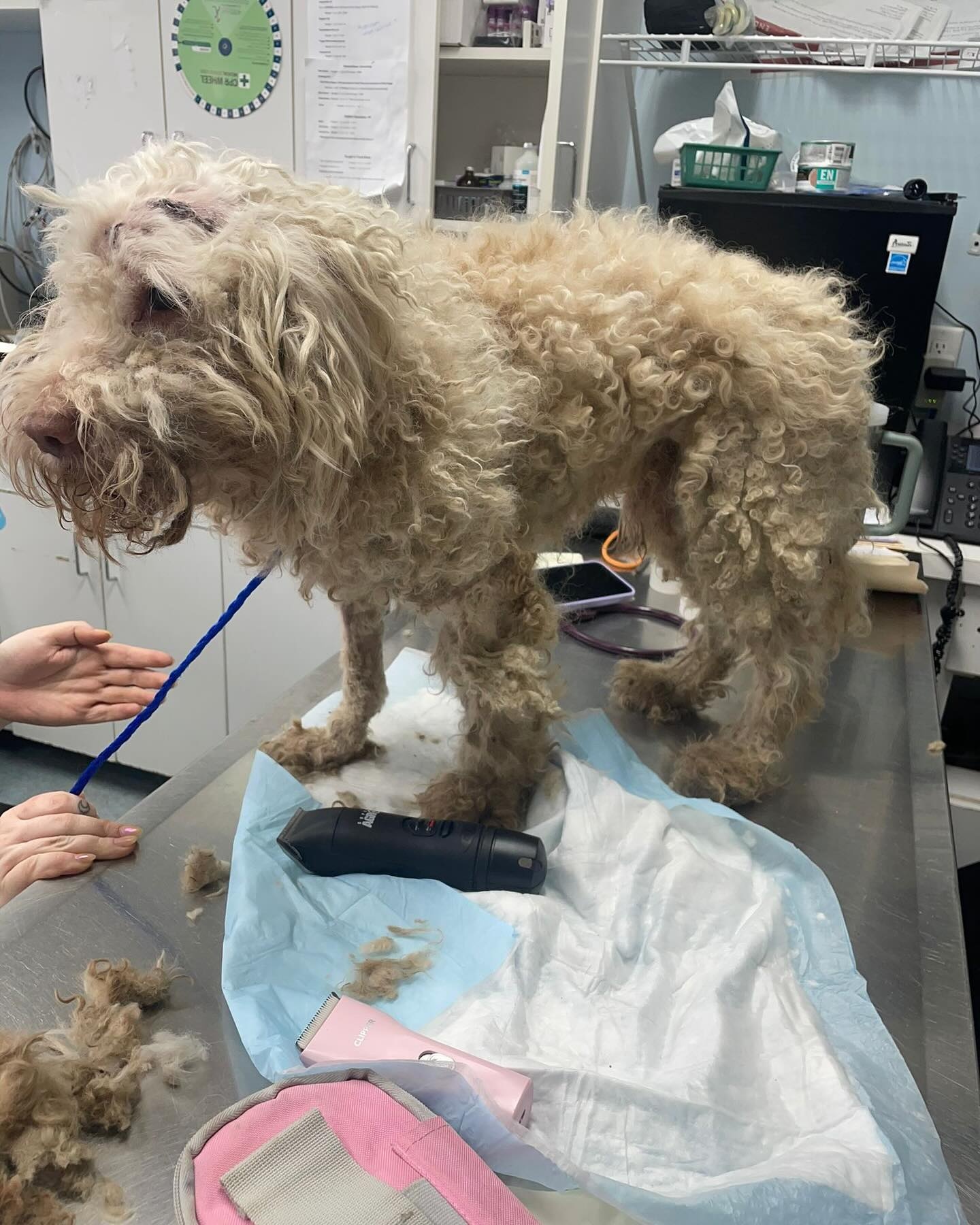 white dog with overgrown fur