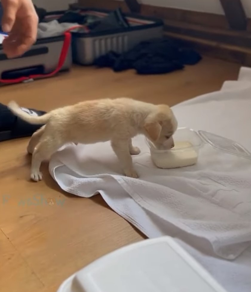 white puppy drinking milk