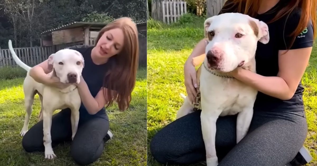 woman and Pitbull