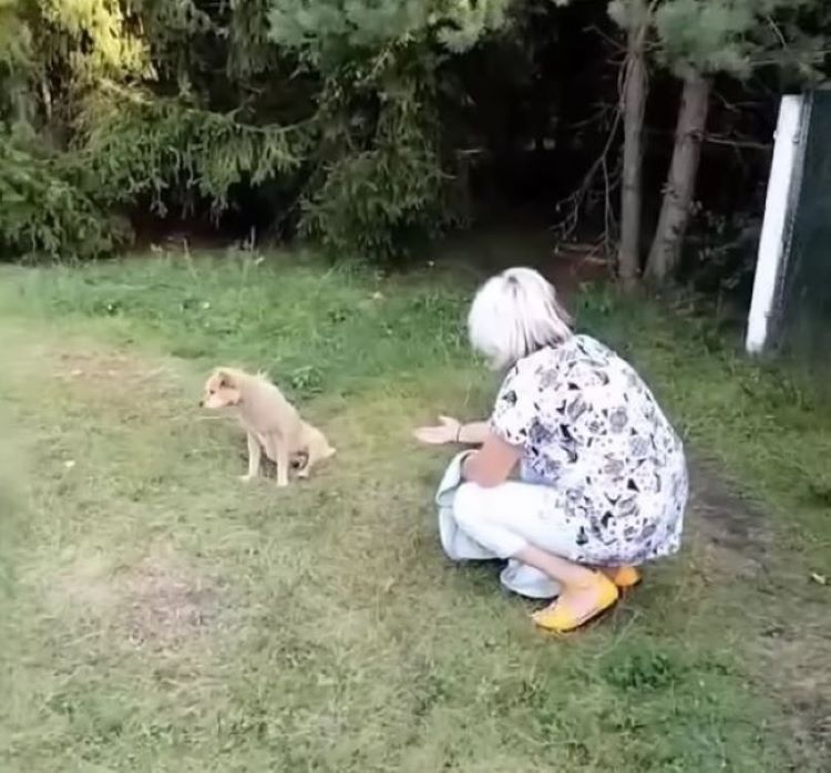 woman and blind dog