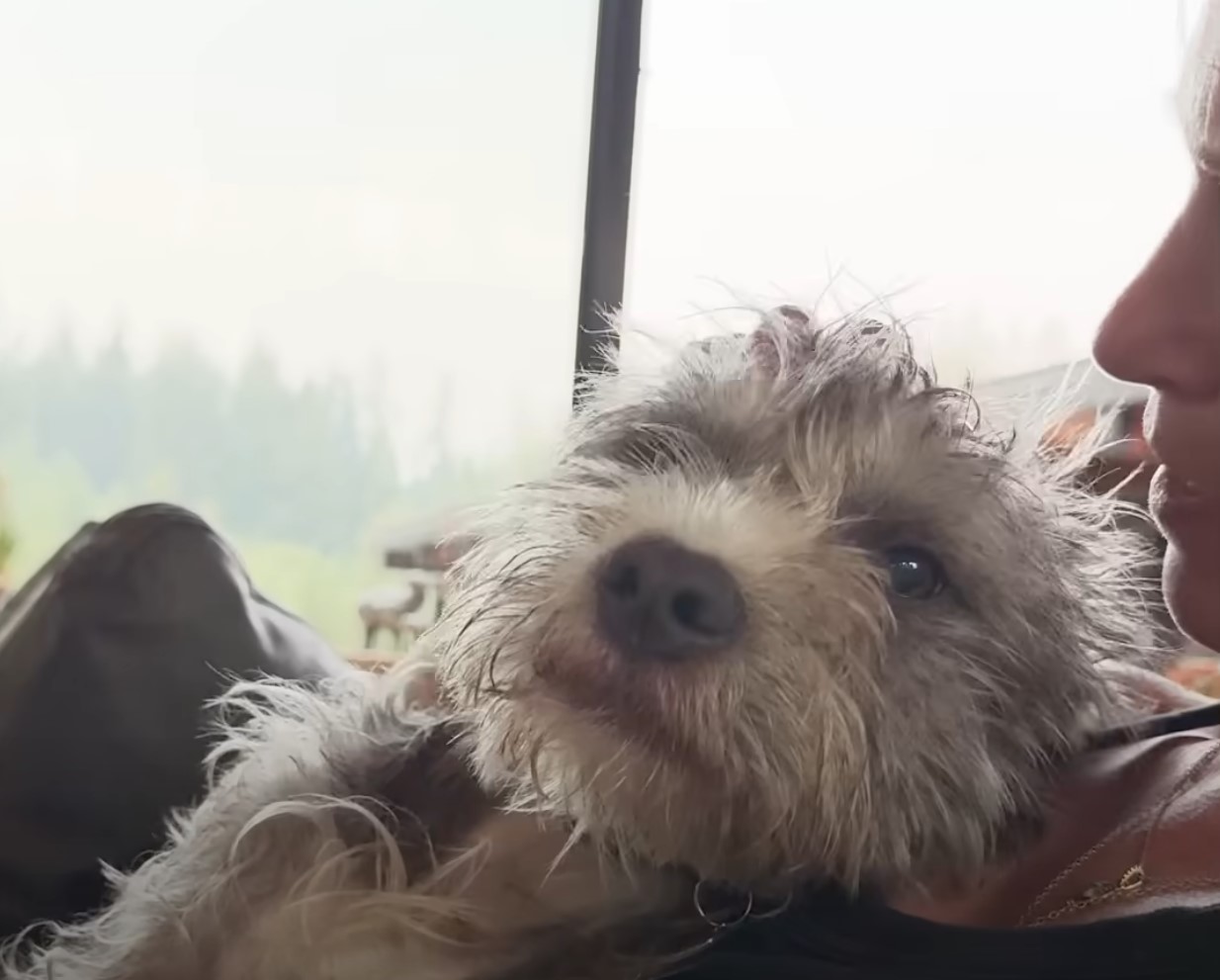 woman and cute gray dog