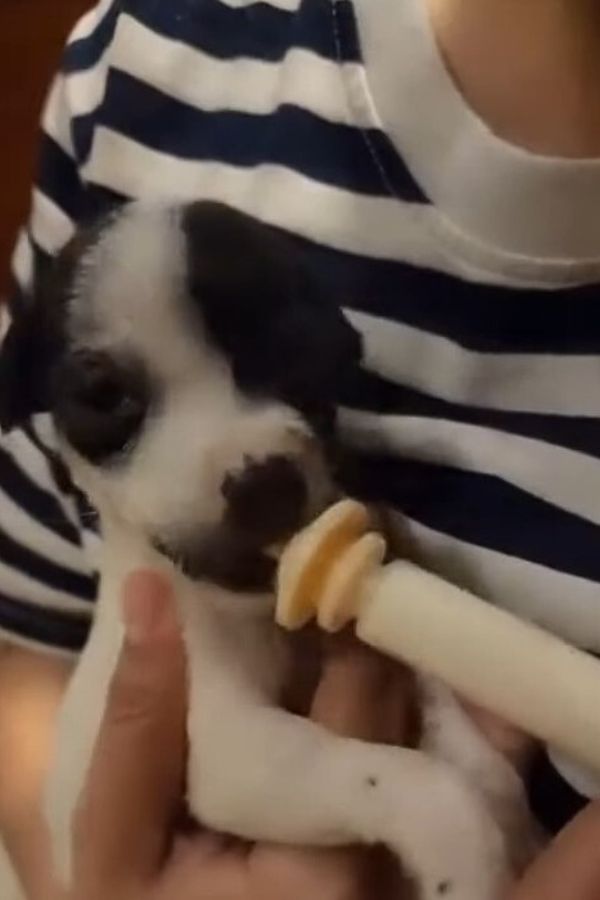 woman feeding tiny puppy