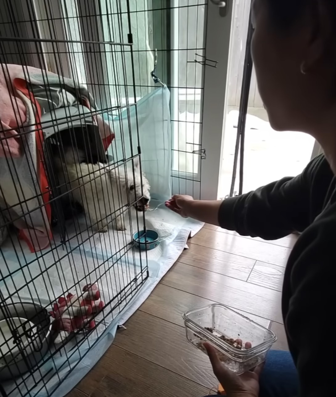 woman feeding white dog