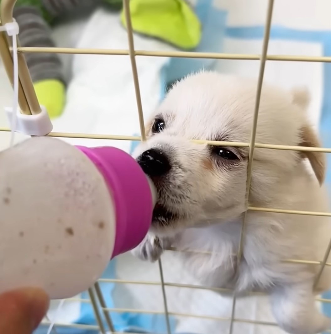 woman feeding white puppy