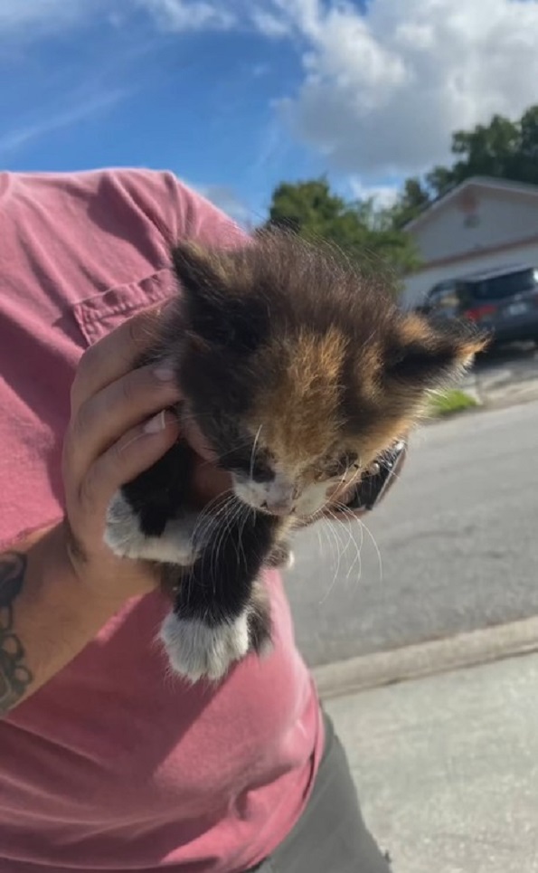 woman holding a kitten