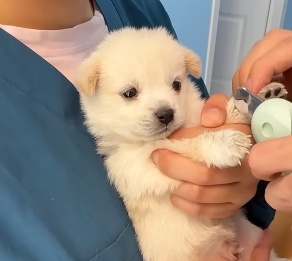 woman holding a very cute puppy