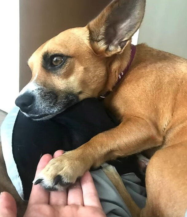 woman holding puppy's paw