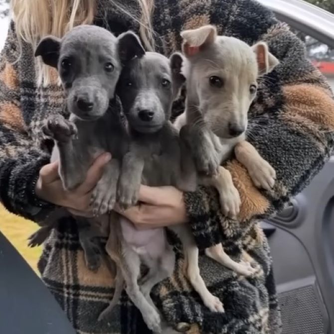 woman holding three puppies