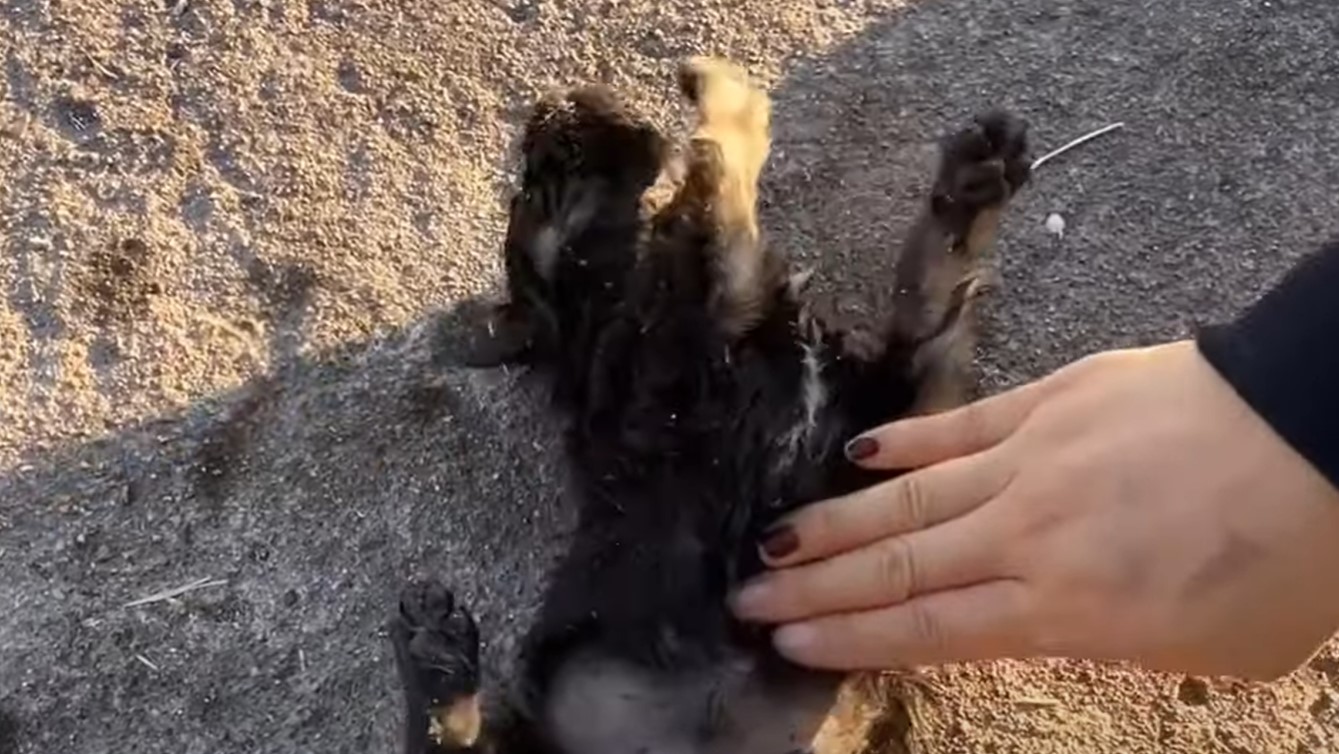 woman performing CPR on a pup