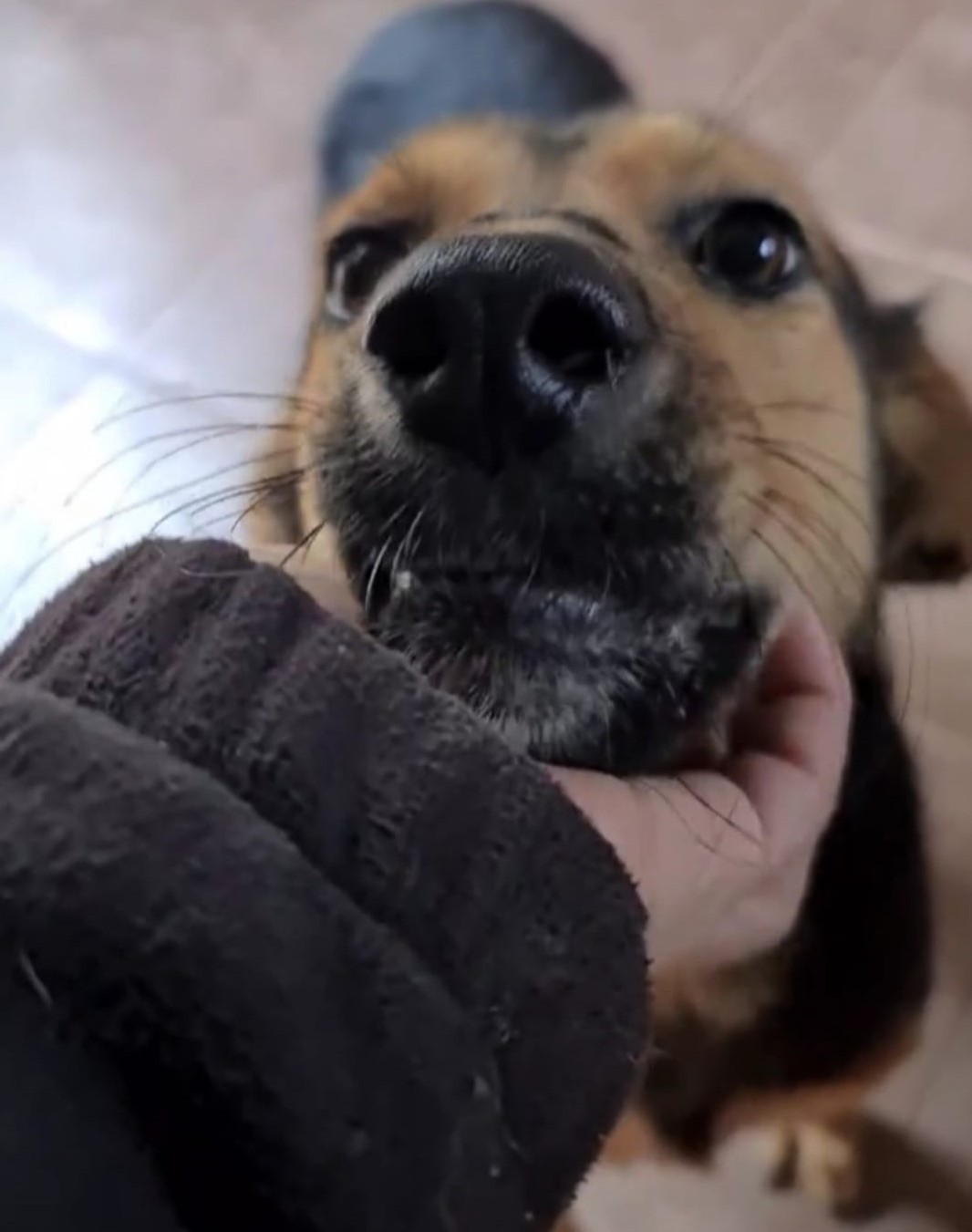 woman petting a newly adopted dog