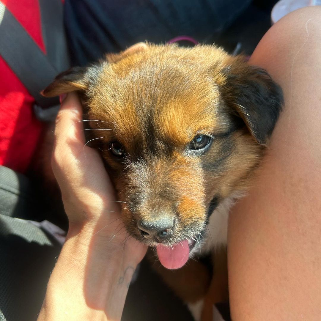 woman petting cute puppy